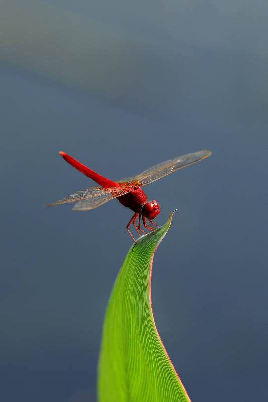 红蜻蜓栖息绿叶尖图片