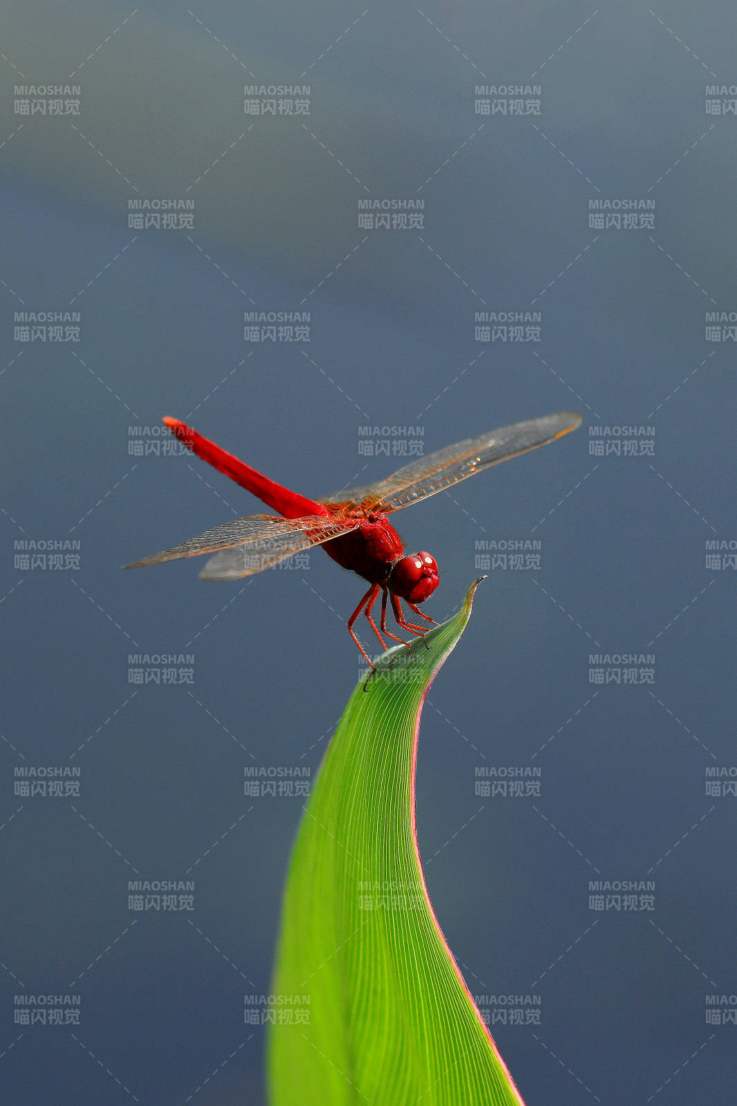 红蜻蜓栖息绿叶尖图片