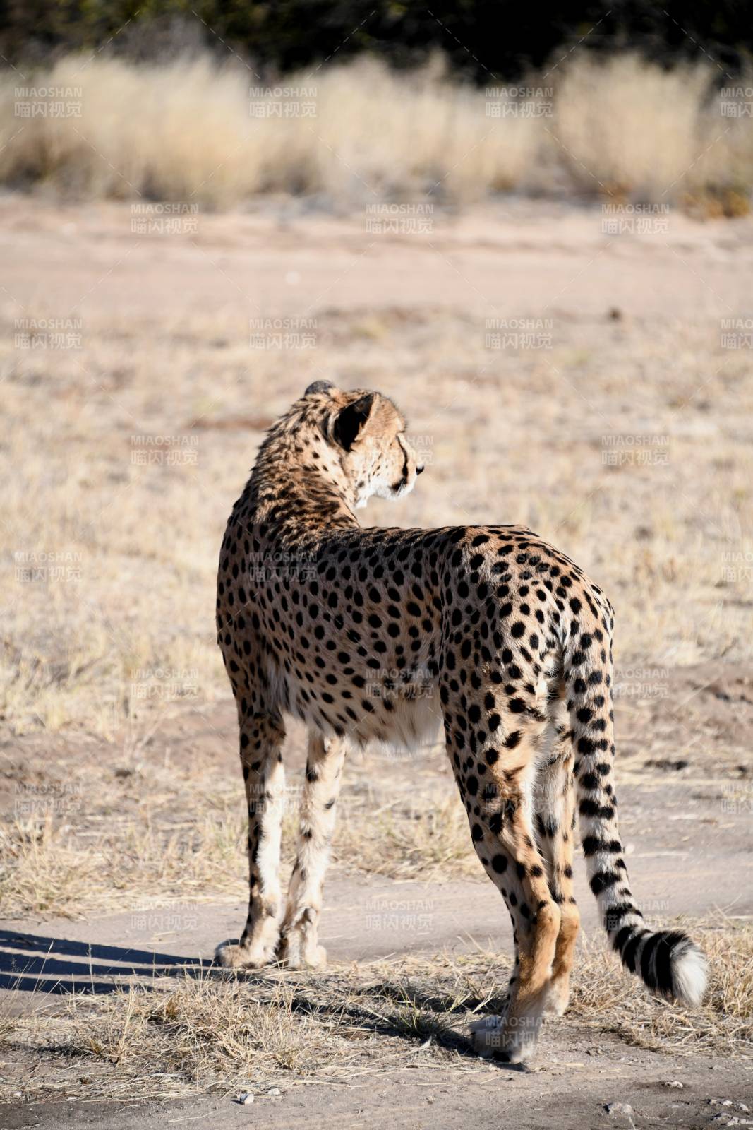 草原上的猎豹图片