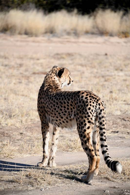 草原上的猎豹图片