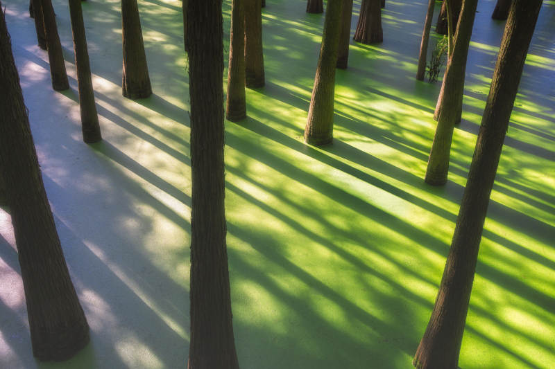 日出时刻的红树林和绿色浮萍图片
