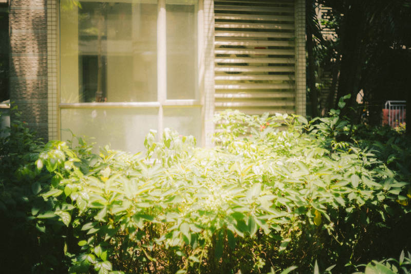 阳光透过窗户洒在绿植上图片