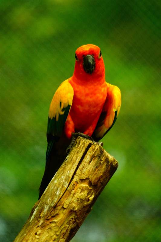 橙色鹦鹉栖息木桩上图片