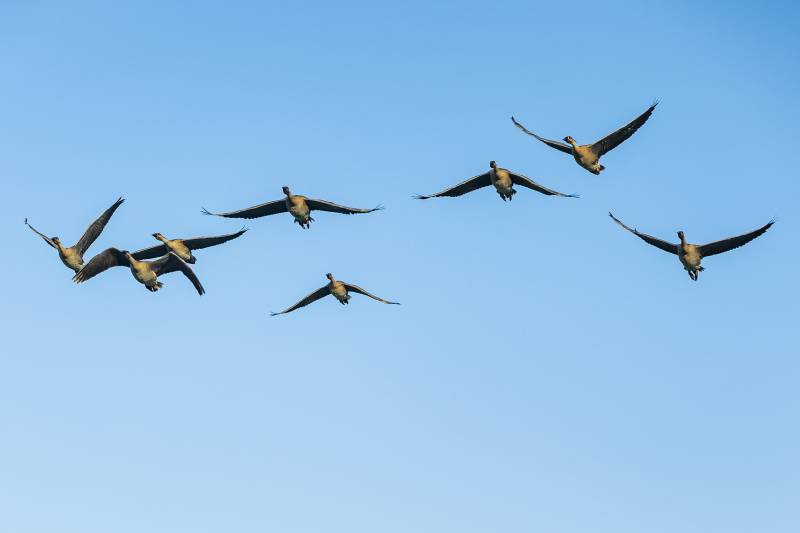 雁群飞翔蓝天中图片