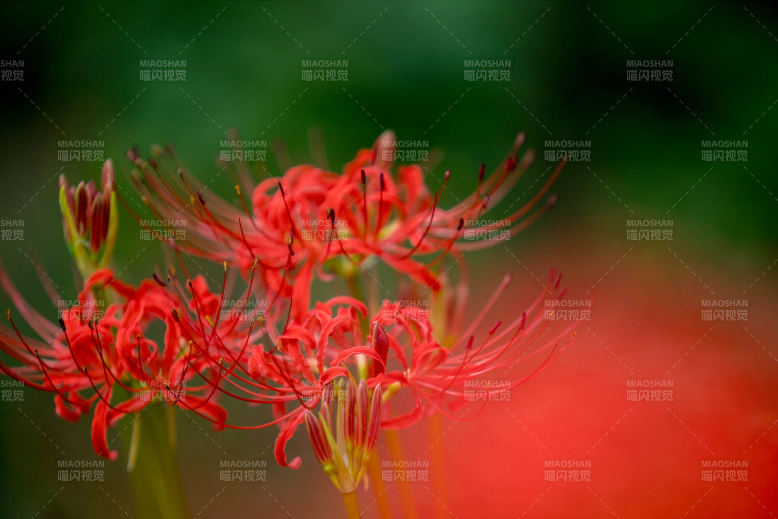 红花彼岸 秋日绽放图片