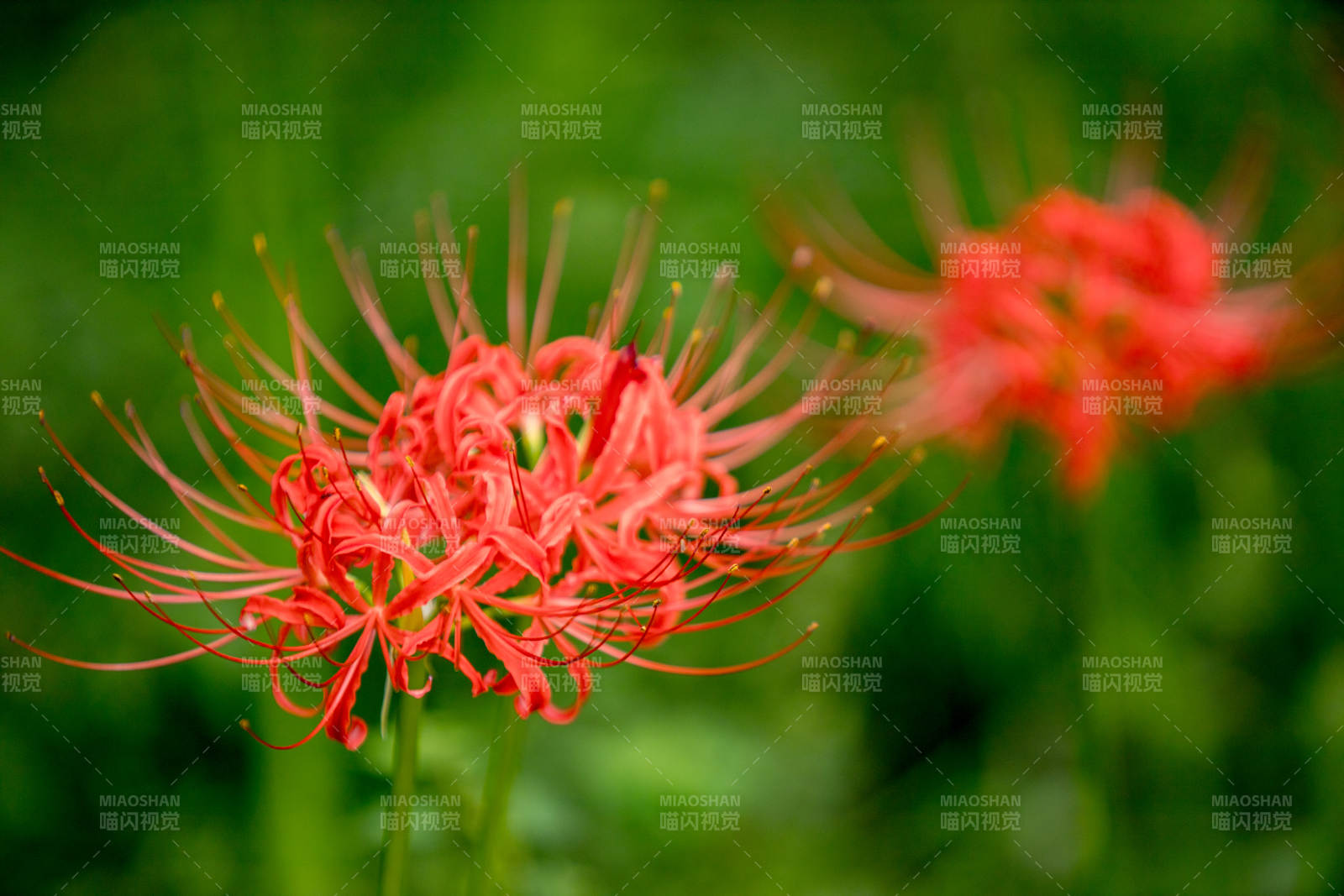 红花彼岸 绿意盎然图片