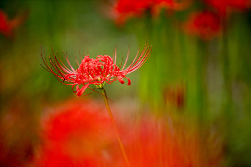 红花绽放 绿叶映衬图片