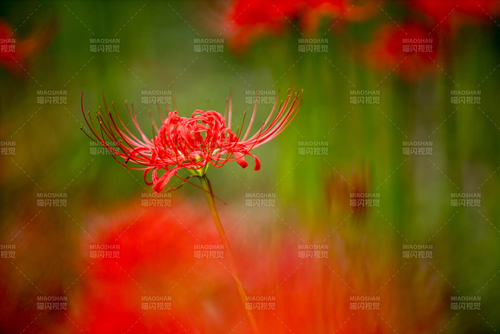 红花绽放 绿叶映衬图片