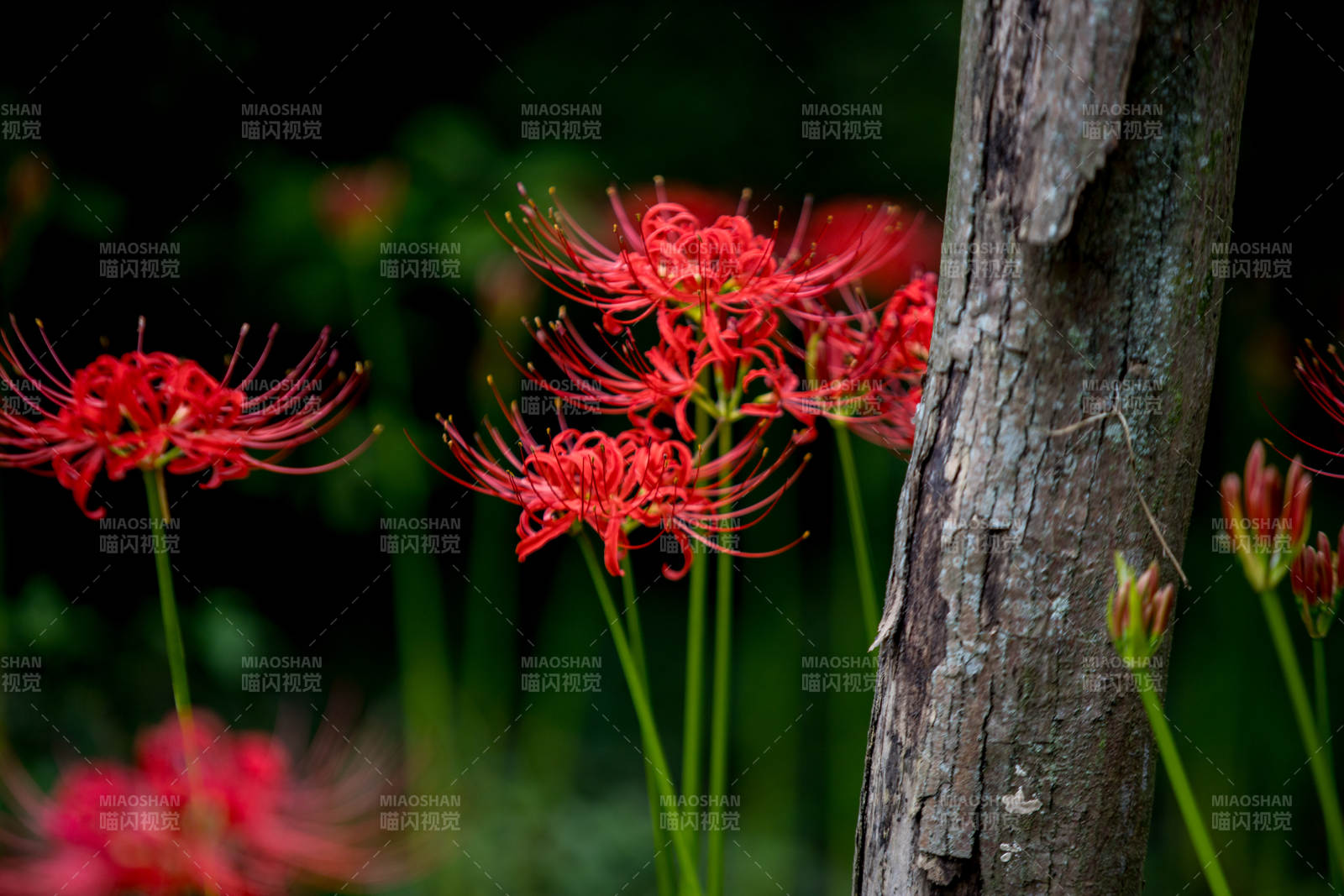 红花彼岸 静谧林间图片