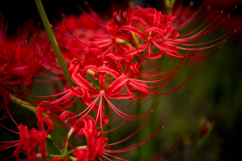 红花彼岸 绽放热烈图片