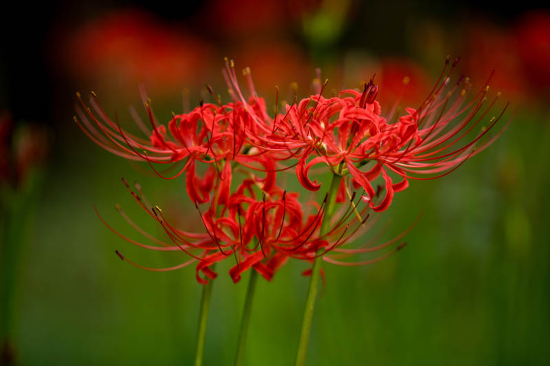 红花彼岸 秋日绽放图片