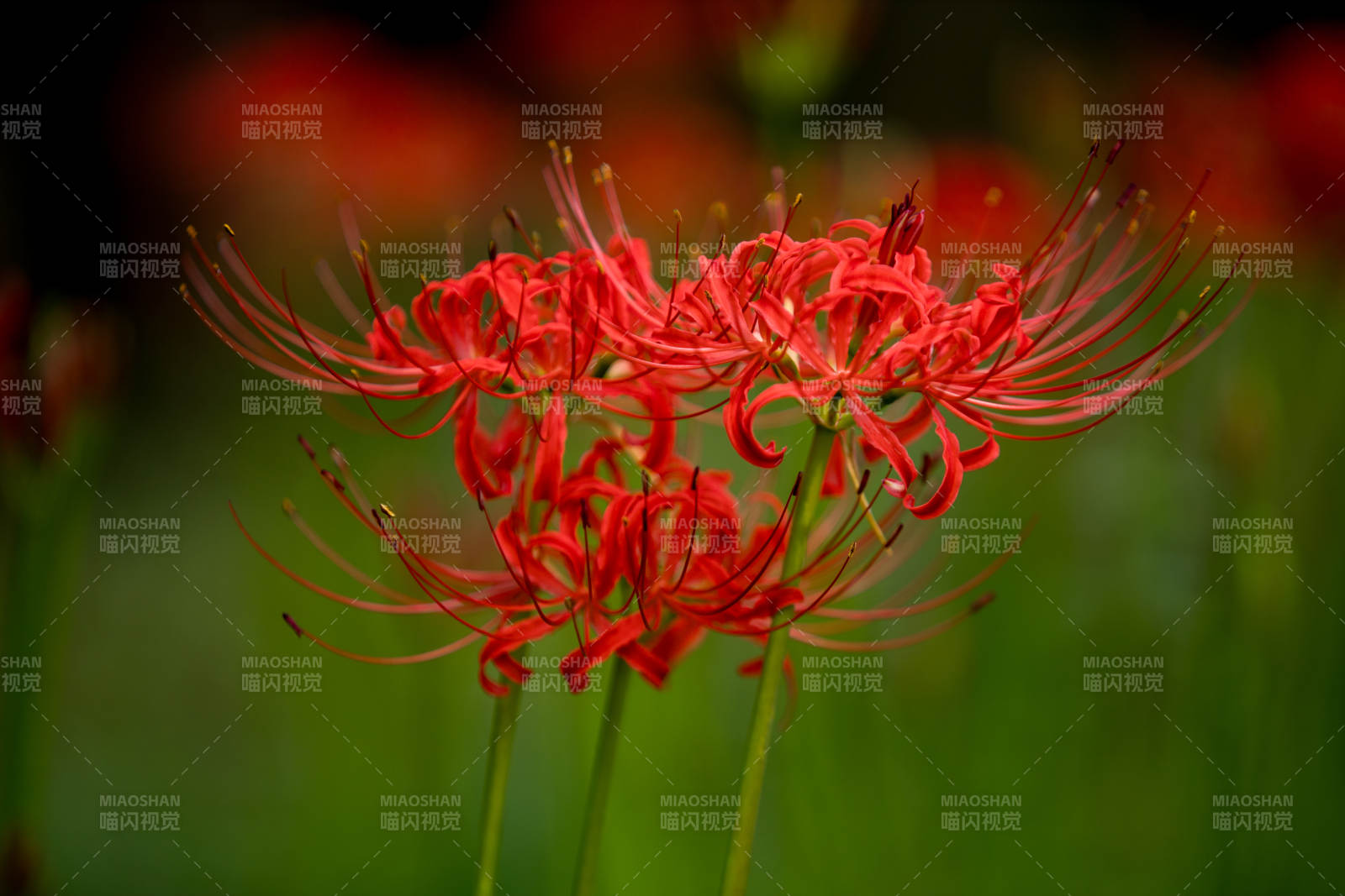 红花彼岸 秋日绽放图片