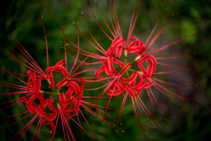 彼岸花的绽放瞬间图片