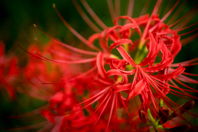 红色彼岸花的绽放瞬间图片