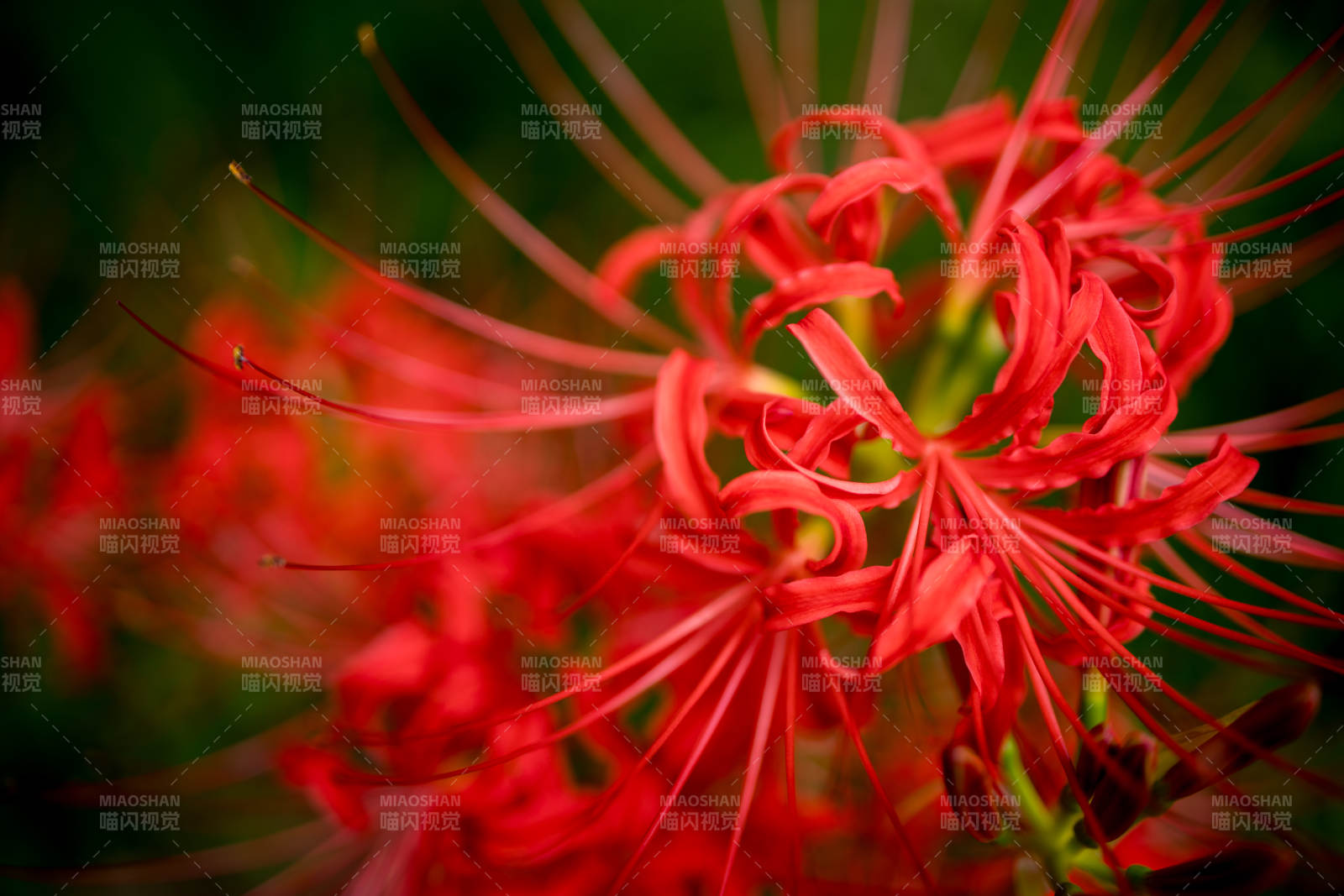 红色彼岸花的绽放瞬间图片