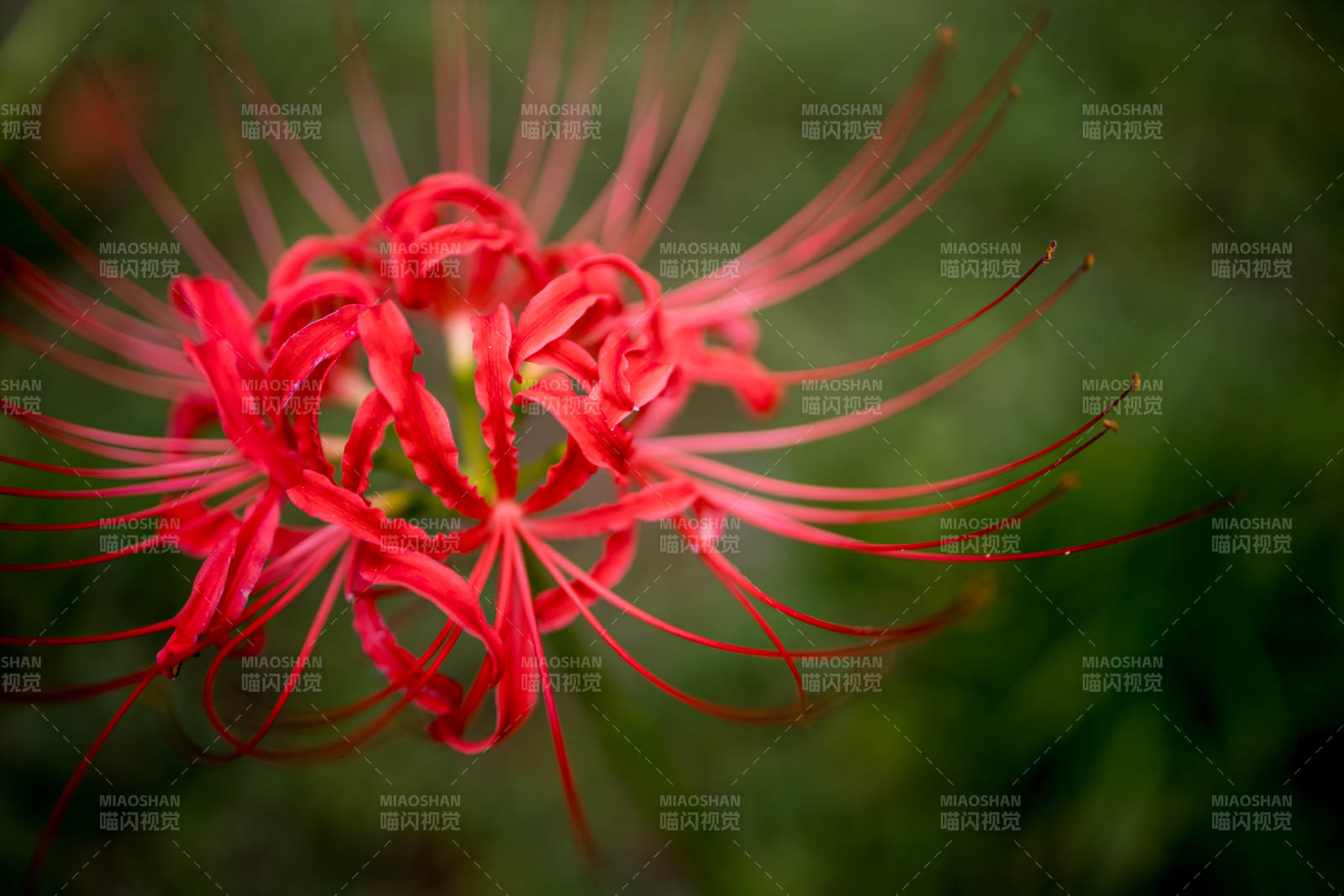 红色彼岸花的美丽瞬间图片