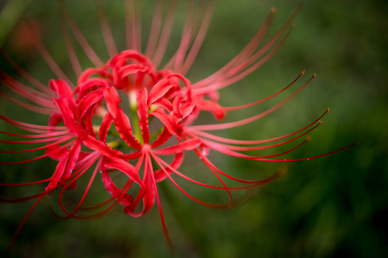 红色彼岸花的美丽瞬间图片