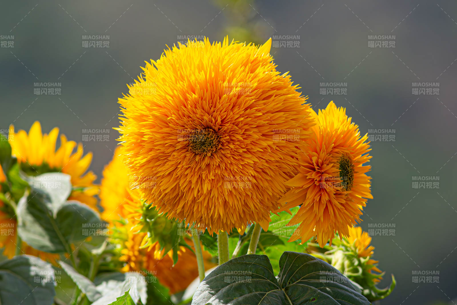 重瓣向日葵图片