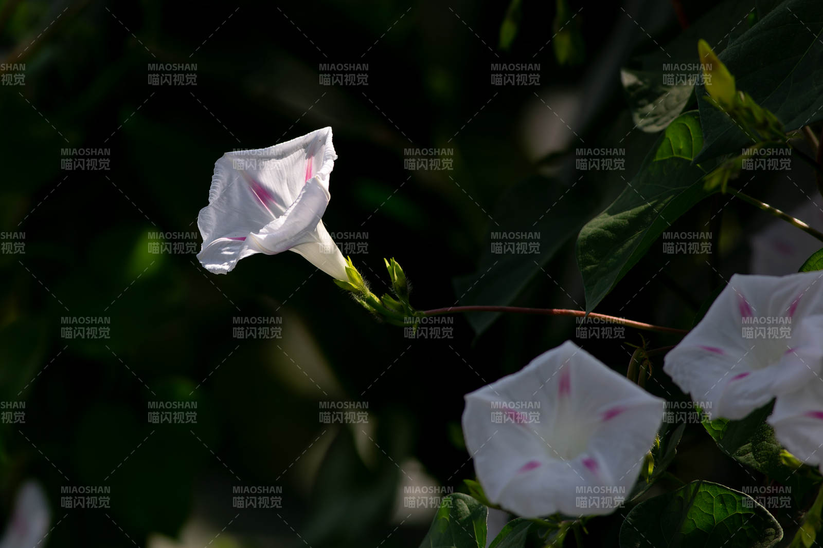 清晨的牵牛花图片