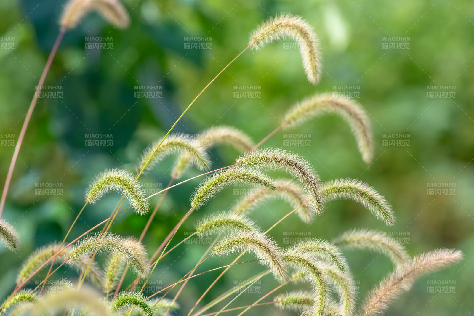 秋风中的狗尾草图片