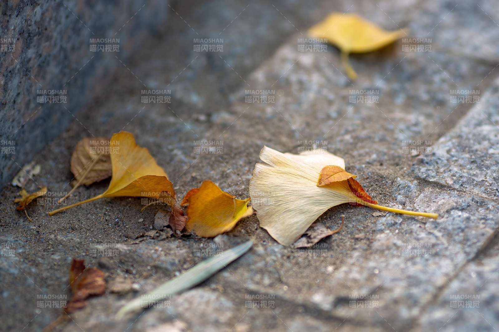银杏叶静落石阶上图片
