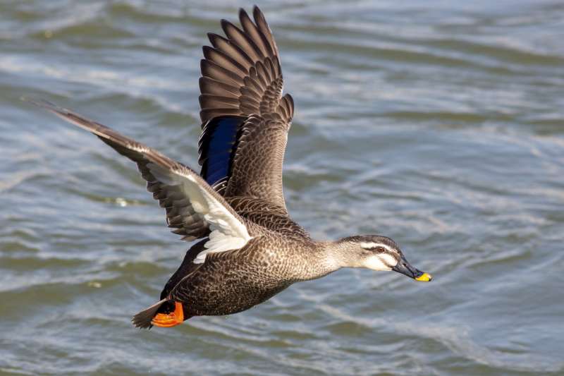 飞翔的斑嘴鸭图片