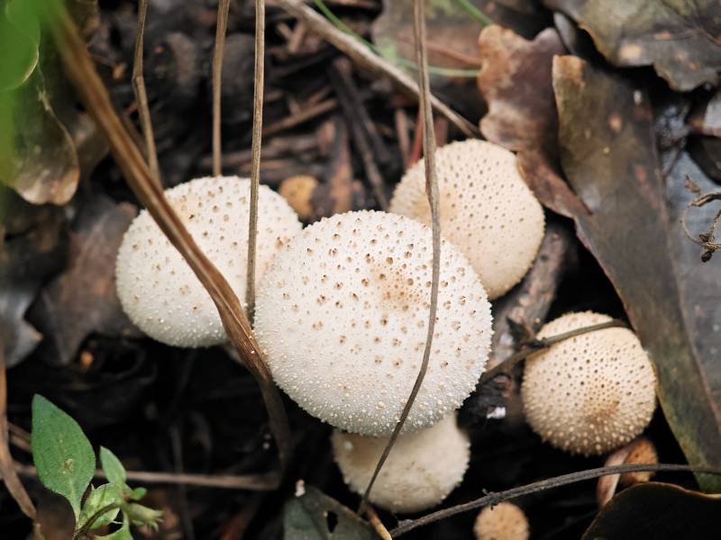 山间林地野生蘑菇群图片