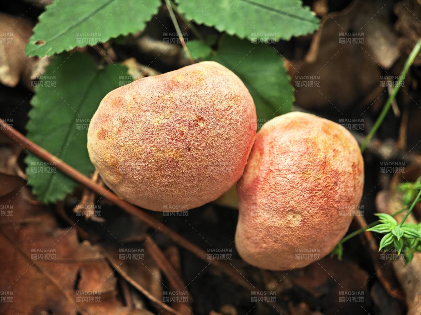 林间双生蘑菇特写图片