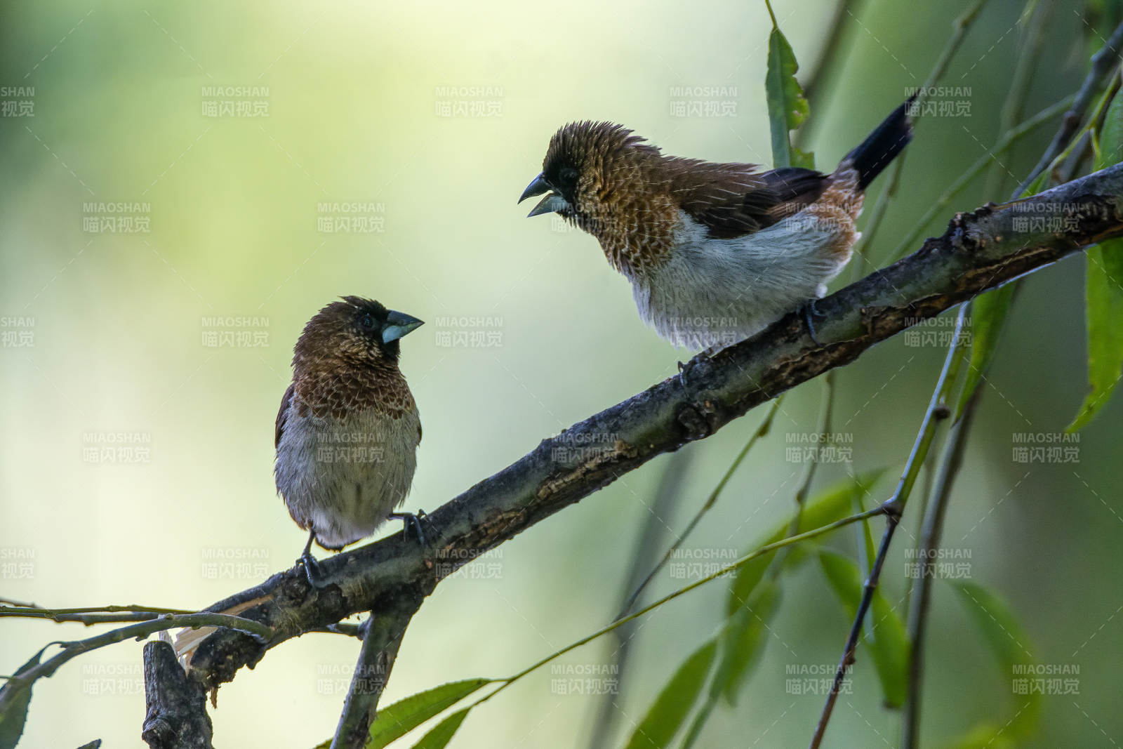 白腰文鸟相依偎图片