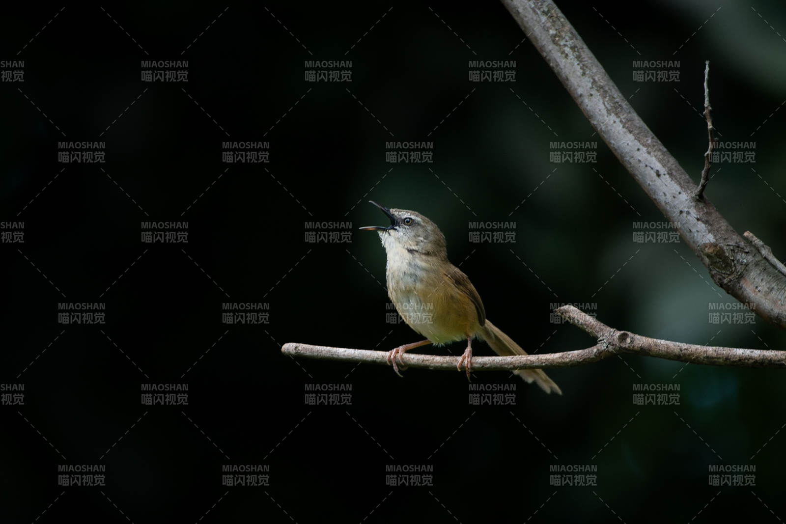 枝头小鸟鸣唱图片