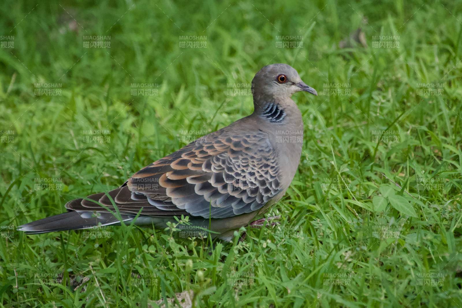 草地上的斑鸠鸟图片