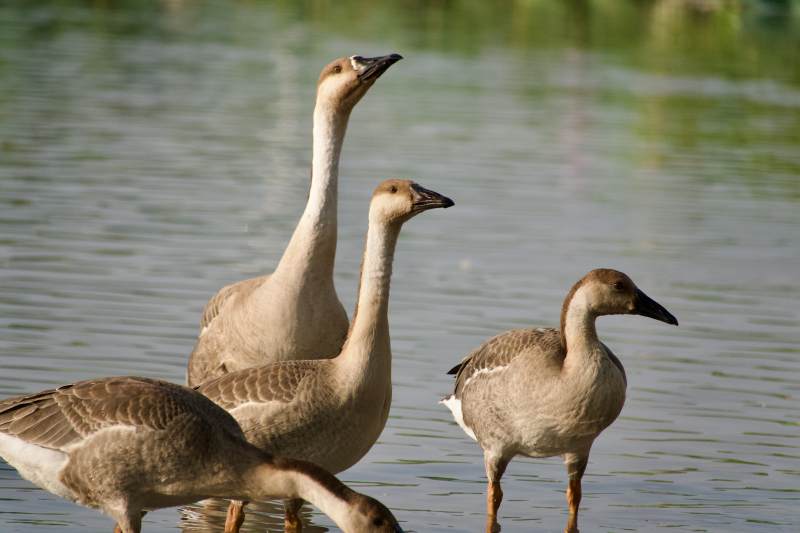 湖边的雁鹅图片