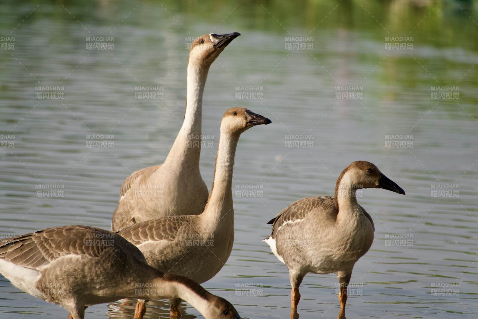 湖边的雁鹅图片