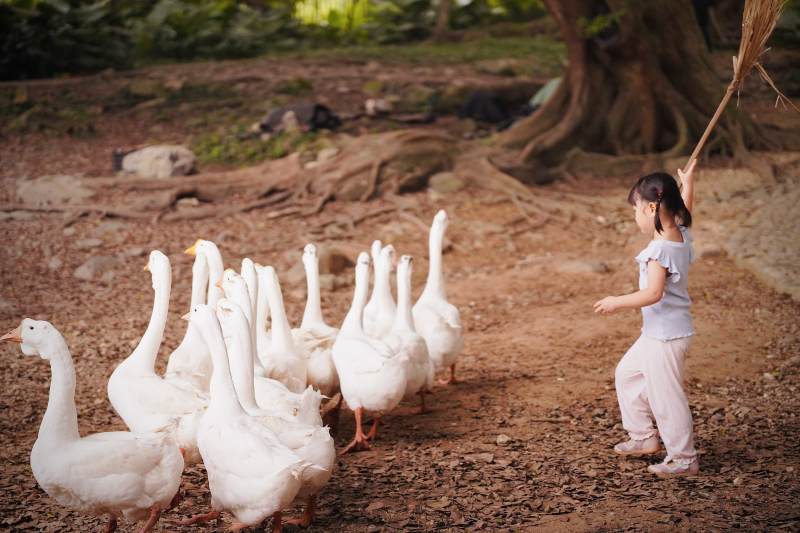 小女孩赶白鹅图片