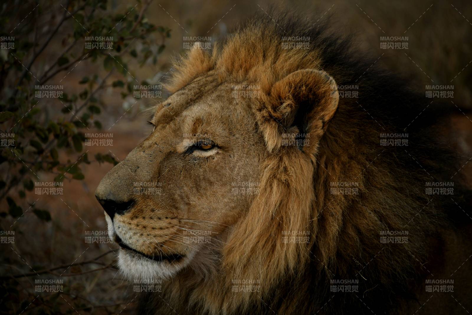 雄狮侧脸特写图片