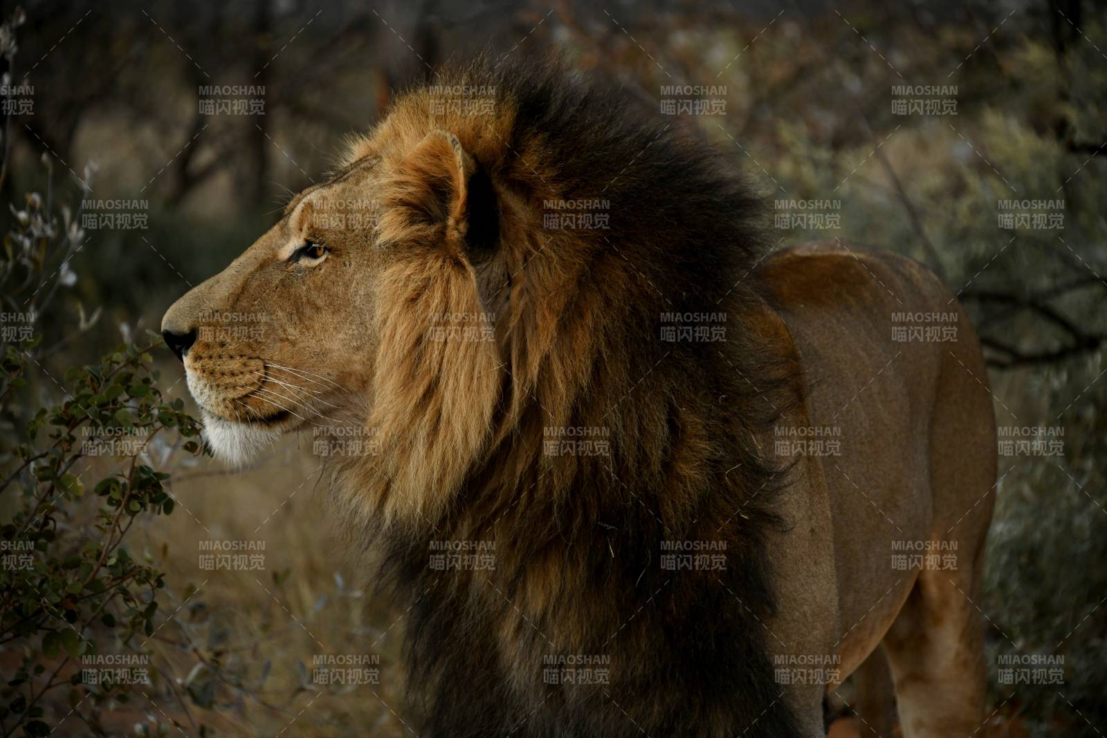 雄狮侧影 威风凛凛图片