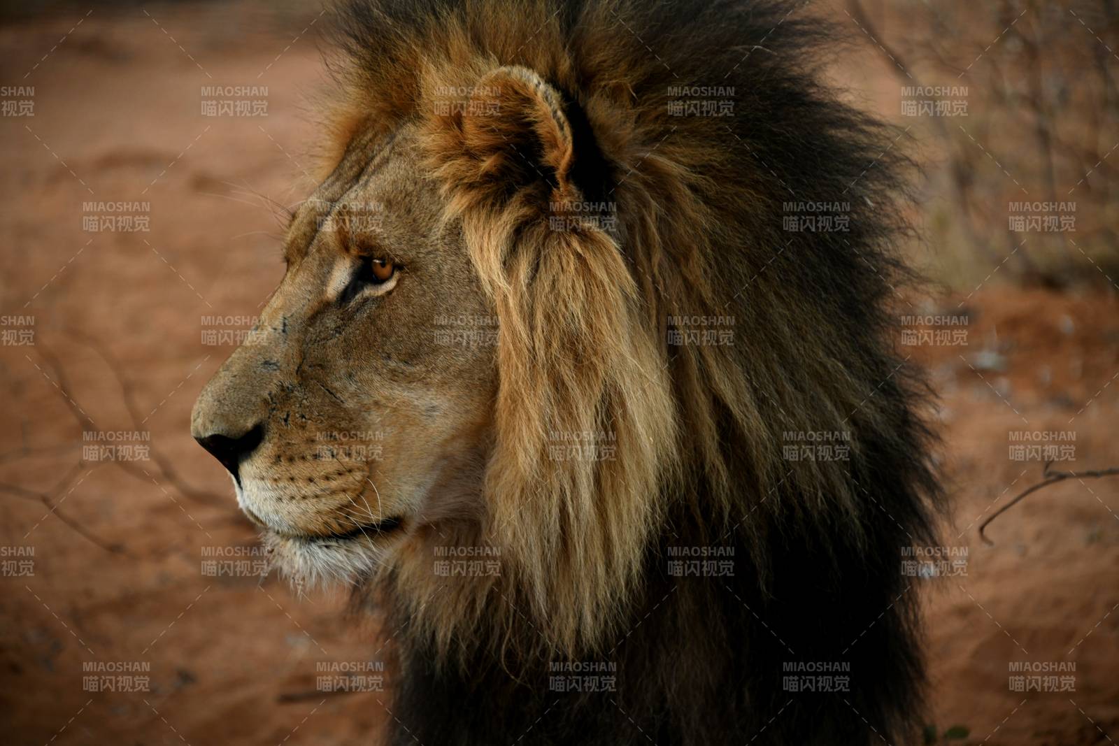 雄狮侧脸 威风凛凛图片