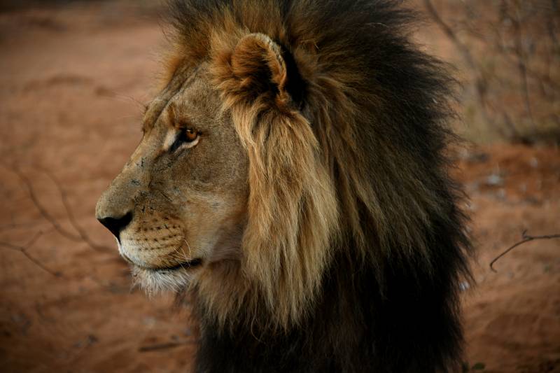 雄狮侧脸 威风凛凛图片