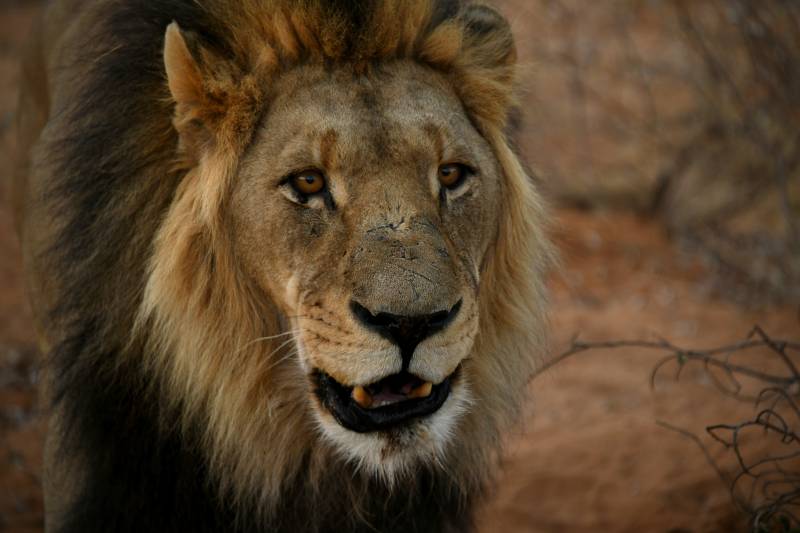 雄狮凝视 威严尽显图片