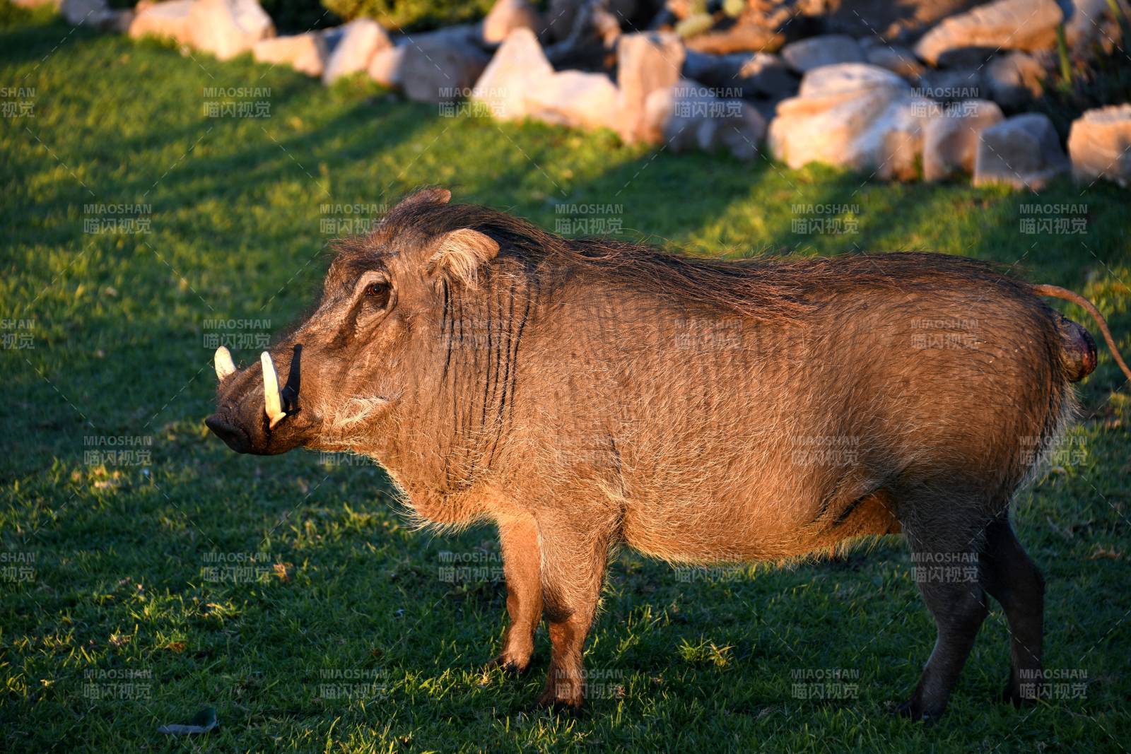 草原上的疣猪图片