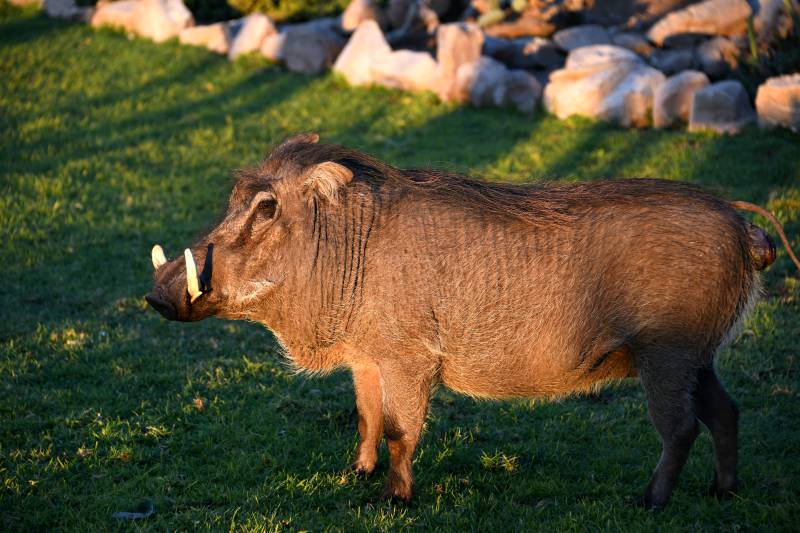草原上的疣猪图片