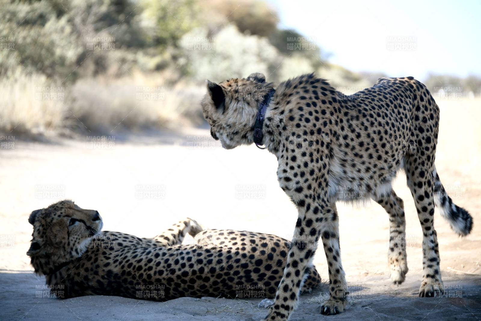 两只猎豹的悠闲时光图片