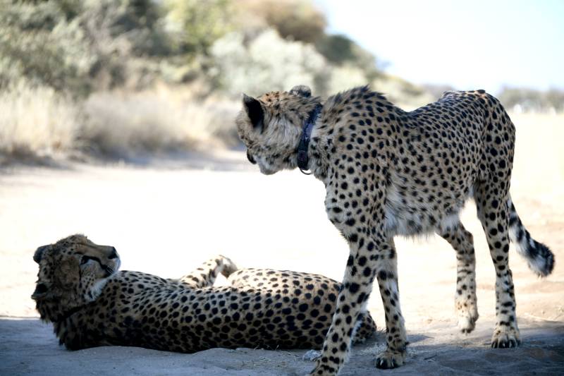 两只猎豹的悠闲时光图片