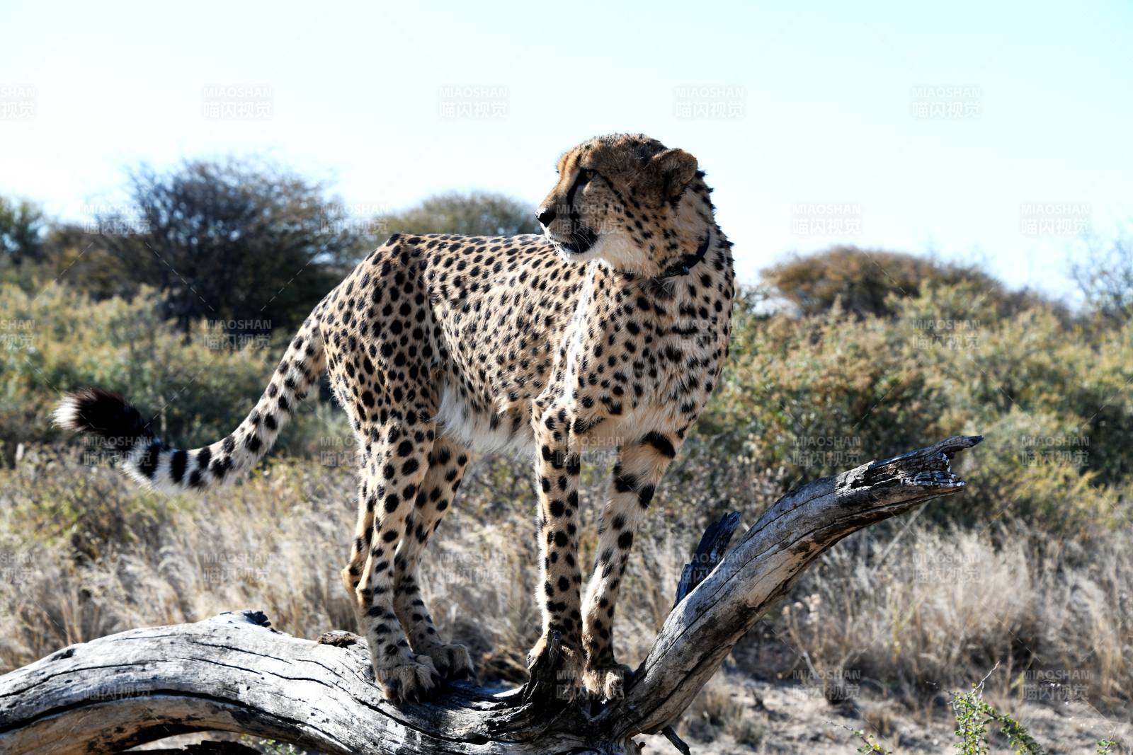 草原上的猎豹图片