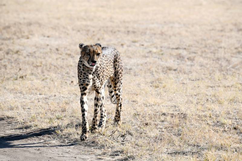 草原上的猎豹图片