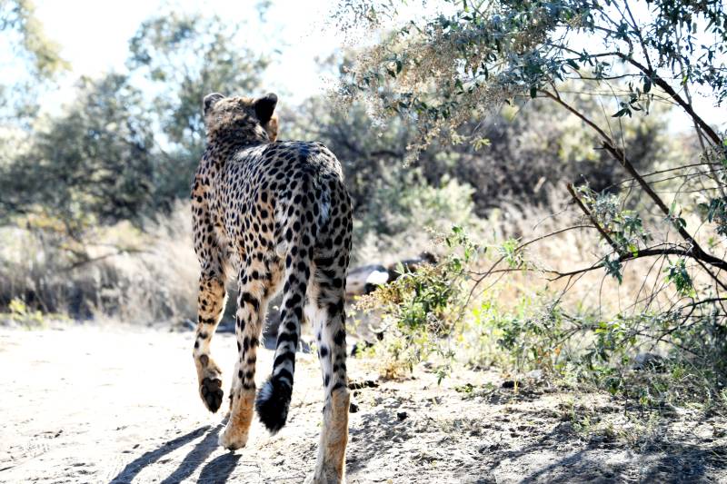 猎豹漫步在丛林中图片