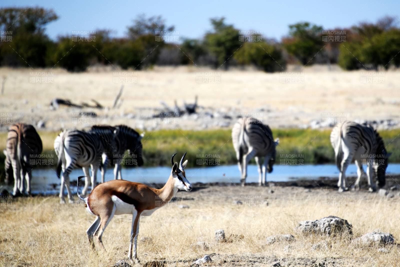 草原上的动物群集图片