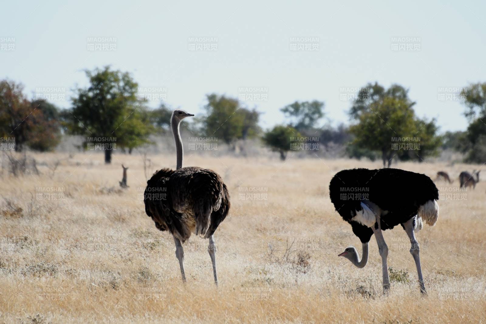 草原上的鸵鸟图片