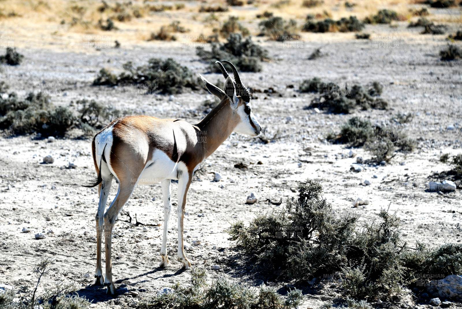 沙漠中的羚羊图片