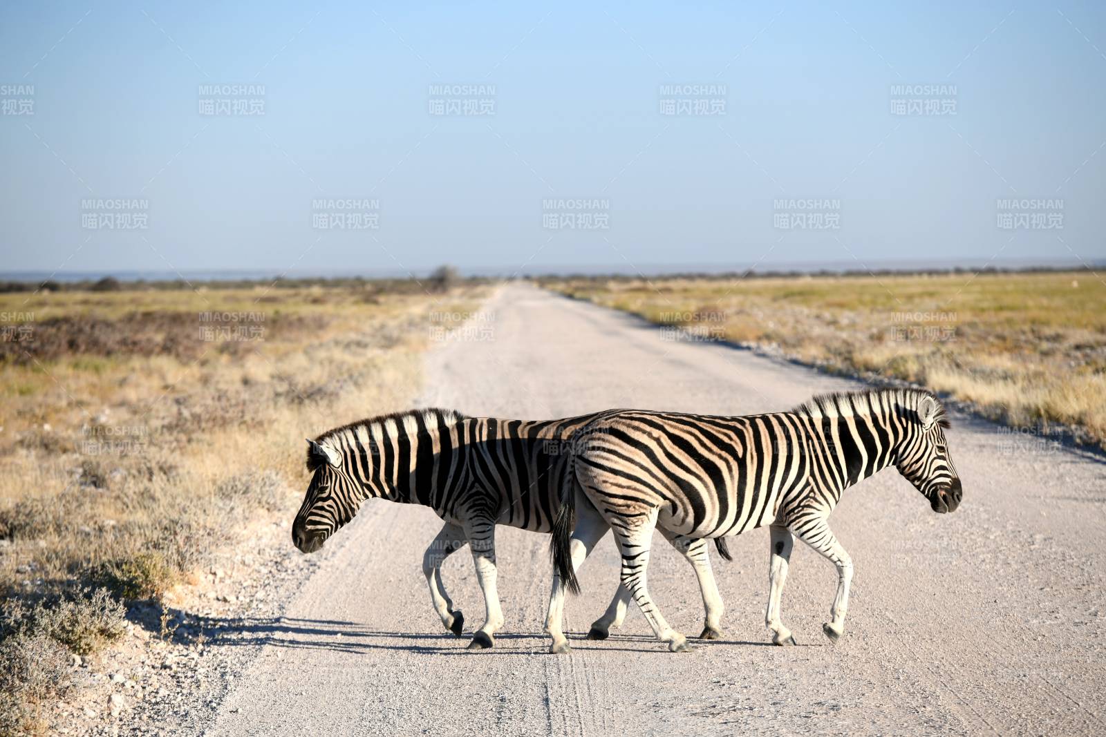 斑马漫步在荒野小径上图片